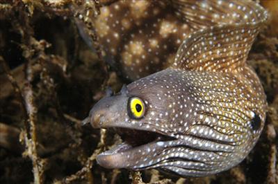 Snow flake moray eel
