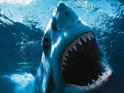 Great white shark