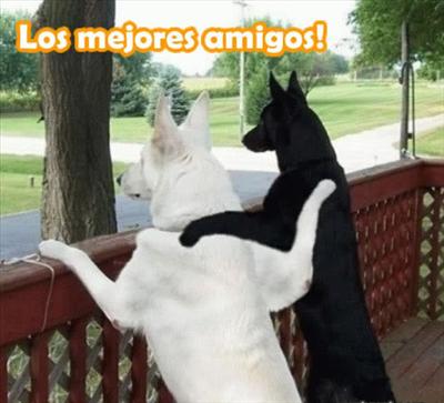 Los mejores amigos