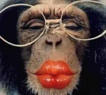 un singe