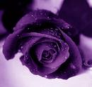 fleur