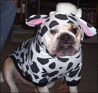 Cow Dog