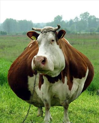 Fat Cow
