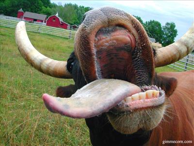 Amorous Archer Cow