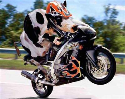 Biker Cow