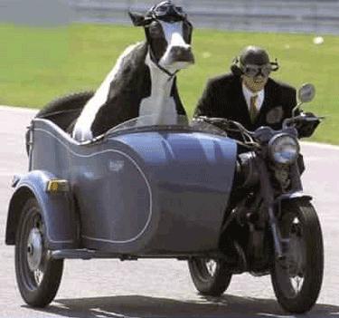 Side Cow
