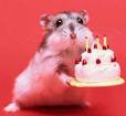 aşçı hamster bey!!