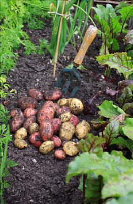 Bunch of home grown vegetables