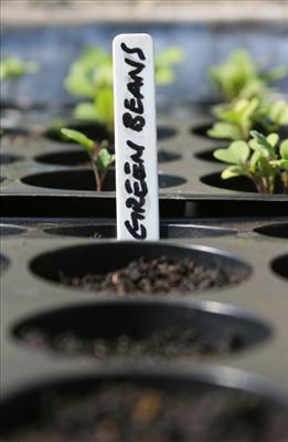 Seedlings 