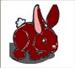 red rabbit