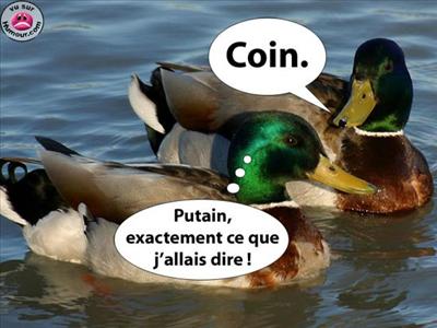 canards blagueurs