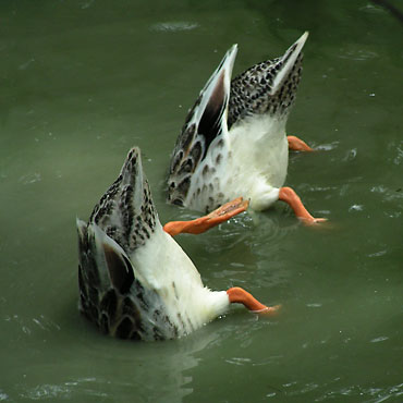 canards cul cul