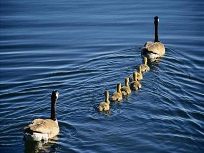 famille canard