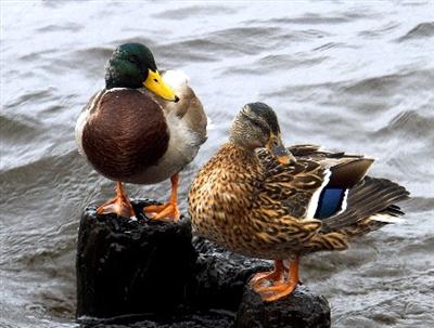 couple de canards