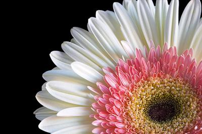 Gerbera