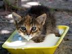 kitten