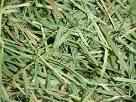 Timothy Hay