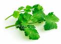 Cilantro