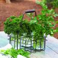 Parsley