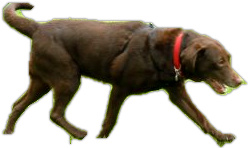 Walkies