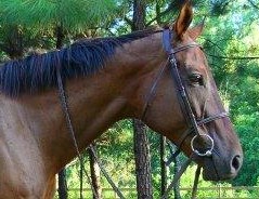 Southern Boy (Logan)