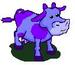 blue cow