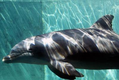 Dolphin FL