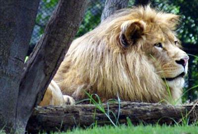 Lion MX