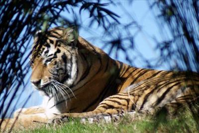 Tiger FL