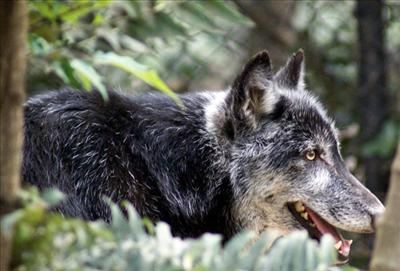 Wolf MX