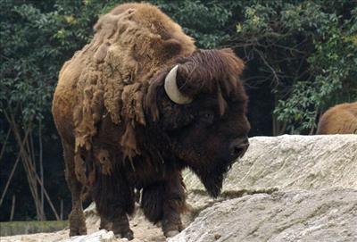 Buffalo