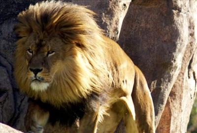 Lion FL