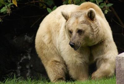 Bear MX