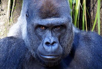 Gorilla FL
