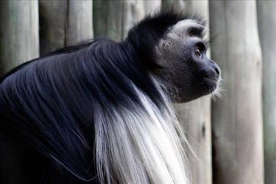 Monkey FL