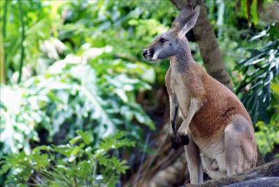 Kangaroo FL