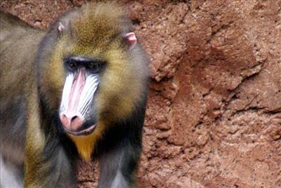 Monkey MX