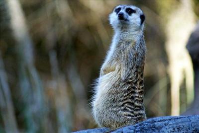 Meerkat FL
