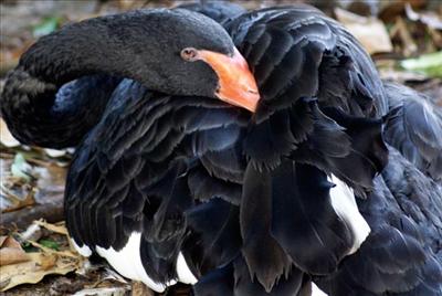 BalckDuck FL