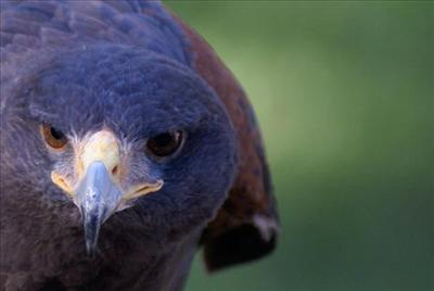 Eagle FL