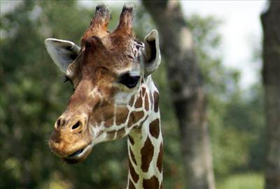Giraffe FL