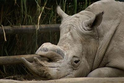 Rhino MX