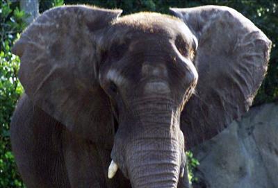 Elephant FL