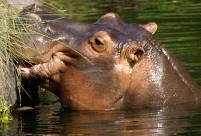Hippo FL