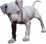 pitbull puppy