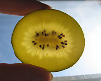A golden kiwi