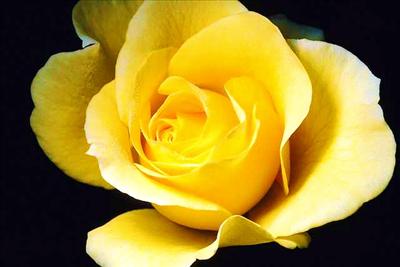 Yellow rose