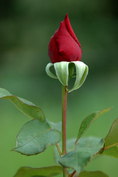 Rosebuds