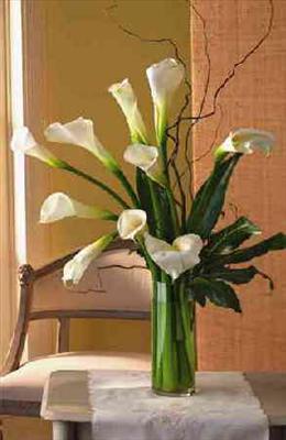 Flowers callas