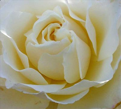 Pale rose